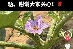 打花了？青岛第三节29-16净胜福建13分